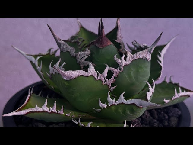 20260718 厳選アガベ・チタノタ 海王（中株）-038｜agave titanota