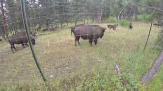 Attacked by bison