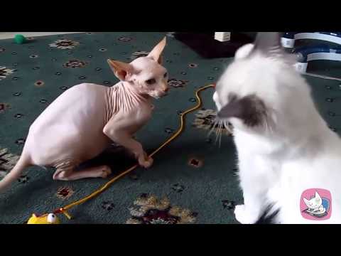 best-funny-fails-compilation-of-sphynx-cats-2018