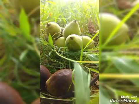 ქვედა კვირიკეს საჯარო სკოლაში ფოტოკონკურსი - „შემოდგომის სურათი“ გაიმართა