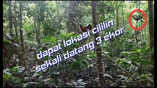 sekali datang 3 ekor cililin