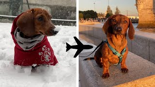 Traveling to the sun with our mini dachshund puppy!