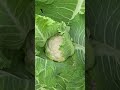 Growing Cauliflower / Happy New Month Of February