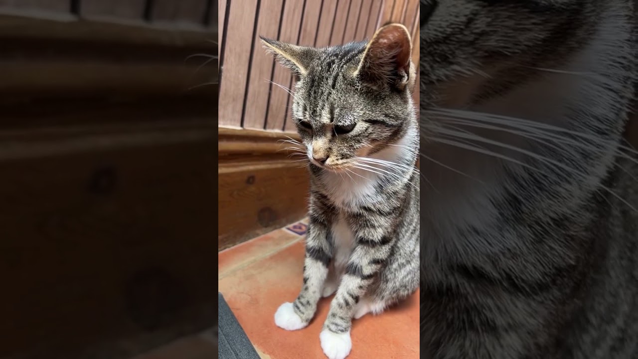 Cat reacts to sad cat video 