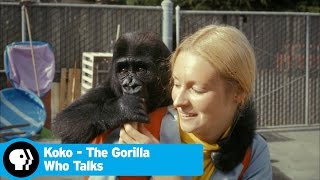 KOKO  THE GORILLA WHO TALKS | Koko & Penny | PBS