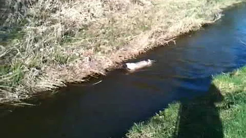 Cozza swims up river.