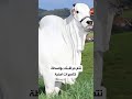 البقرة الأغلى في العالم