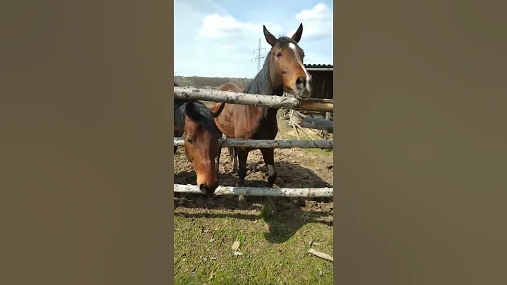 Pferde in der Natur #pferd #tiere #tiktok #beautiful #liebe