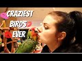 ALL MY PARROTS ARE CRAZY! NIGHTTIME ROUTINE WITH 10 PARROTS (VINNY SUBTITLES)