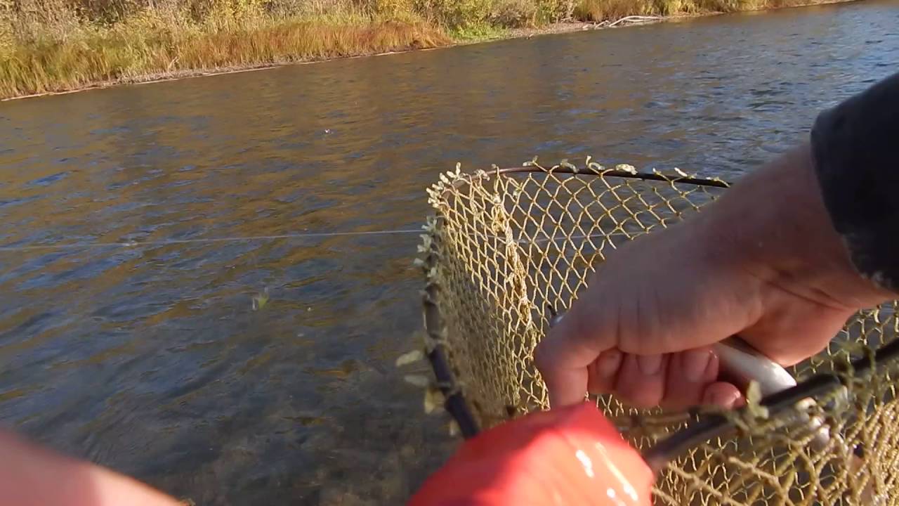 ловля хариуса на балду . хариус