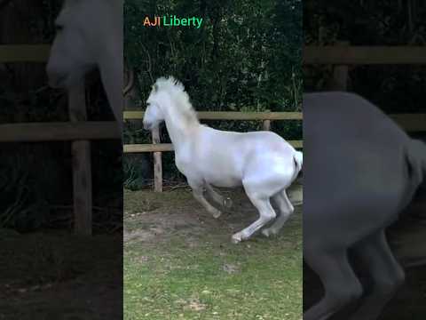Βίντεο: Pinto Horse