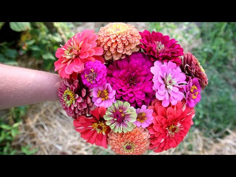 Video: Zinia (63 Foto's): Een Beschrijving Van Bloemen En Ontwerp Van Een Bloembed In De Tuin. Eenjarige En Meerjarige Variëteiten. Planten En Verzorgen, Ziekten En Plagen