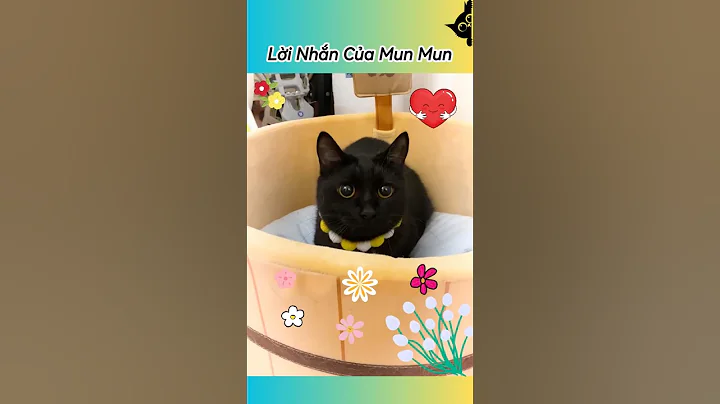 Video 11785891: cat pets funnycats dog, funnycat cat pet cute, cat funny pets dog