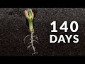 140 days in 84 seconds  peanut timelapse