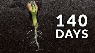 140 days in 84 seconds | Peanut Time-lapse