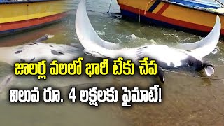 1500 Kgs Rare Teak Fish Caught Anakapalli Samayam Telugu