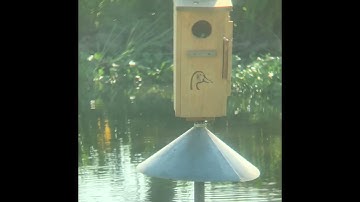 24 out 26 Black-Bellied whistling tree ducks hatched
