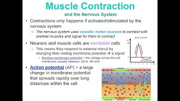 Concept 3 Notes - Muscular System - Google Slides