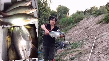 Câu Cá Rô.Trê Vàng (tập 39):Cong Cần Rít Cước Khi Đụng Phải Con Hàng/@ninhfishing