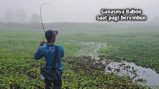Download Lagu Seperti ini lah perjuangan cari toman dan gabus saat mandah di danau MP3 Download Lagu Seperti ini lah perjuangan cari toman dan gabus saat mandah di danau MP3