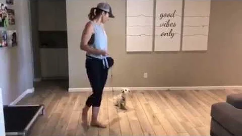 Teaching a Fearful Dog to Hold Commands