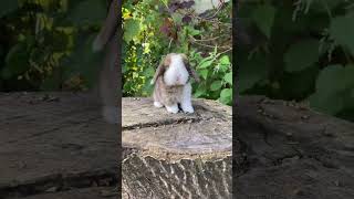 🐰 Meet The Adorable Lop Eared Rabbit As Your New Furry Friend! #Petrabbit #Cutestpet