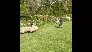 BALA SHEEP DOG SALE SATURDAY 11th MAY-CAP by Ruthin Farmers 158 views 1 month ago 2 minutes, 22 seconds