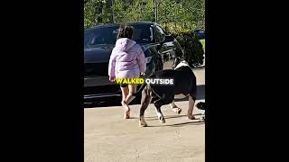 Four Dogs, One Mission