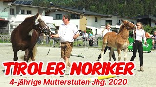 Tiroler Noriker Mutterstutenschau 2024 St. Johann Tirol/Weitau