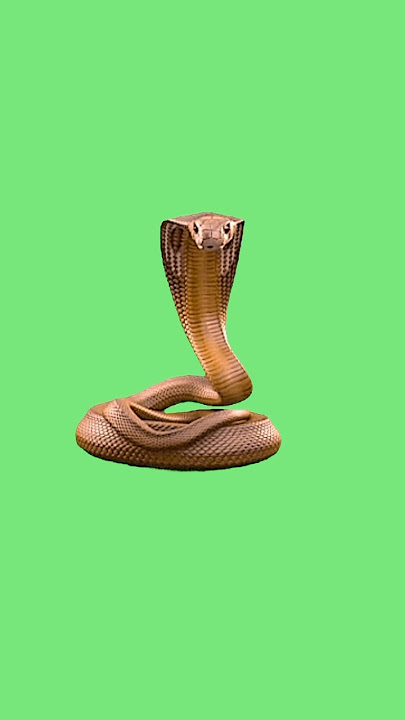 Green screen king cobra effects (footage) 4k [copyright free] #greenscreen #animation #chromakey