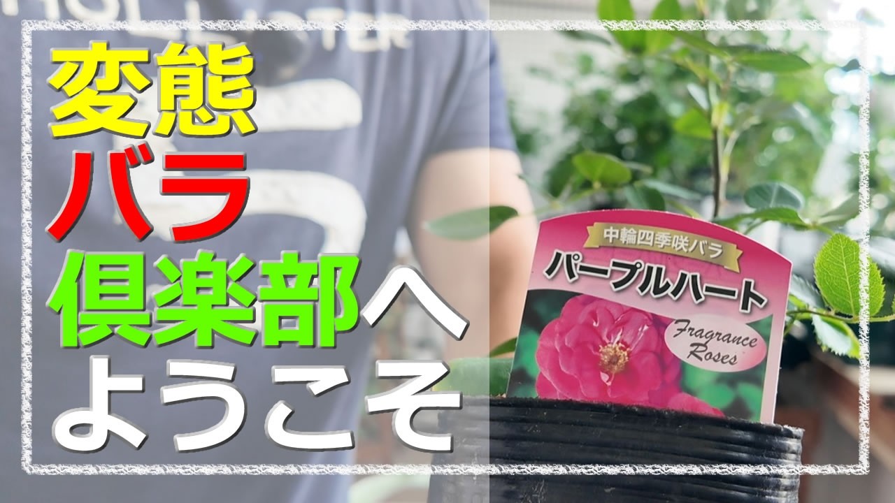 教材 ※バラ売り可能です！！ Welcome to the Perverted Rose Club♪ - YouTube