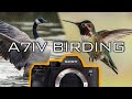 Sony A7IV Bird Photography // Review & Settings Tips