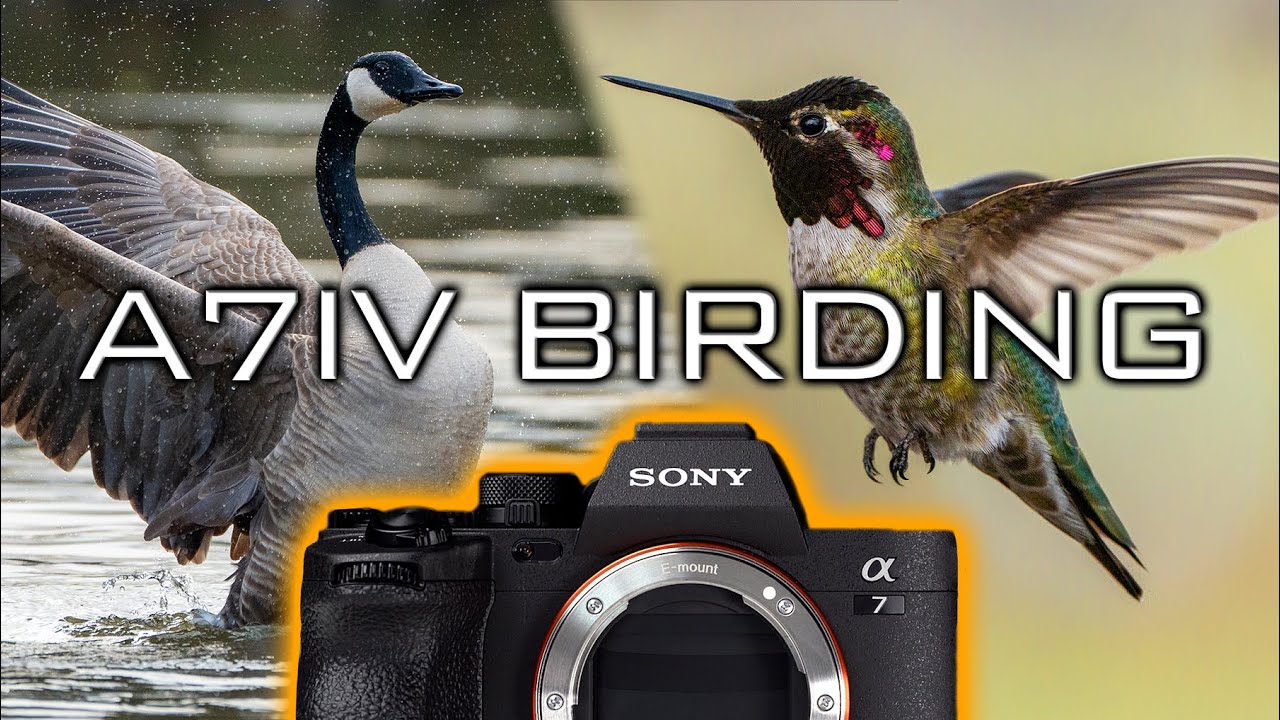 Bird 4pda. Kalibre Bird 4k. Voice of Bird 4k.