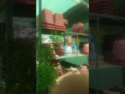 مشاتل الصبار 2 مكه المكرمه