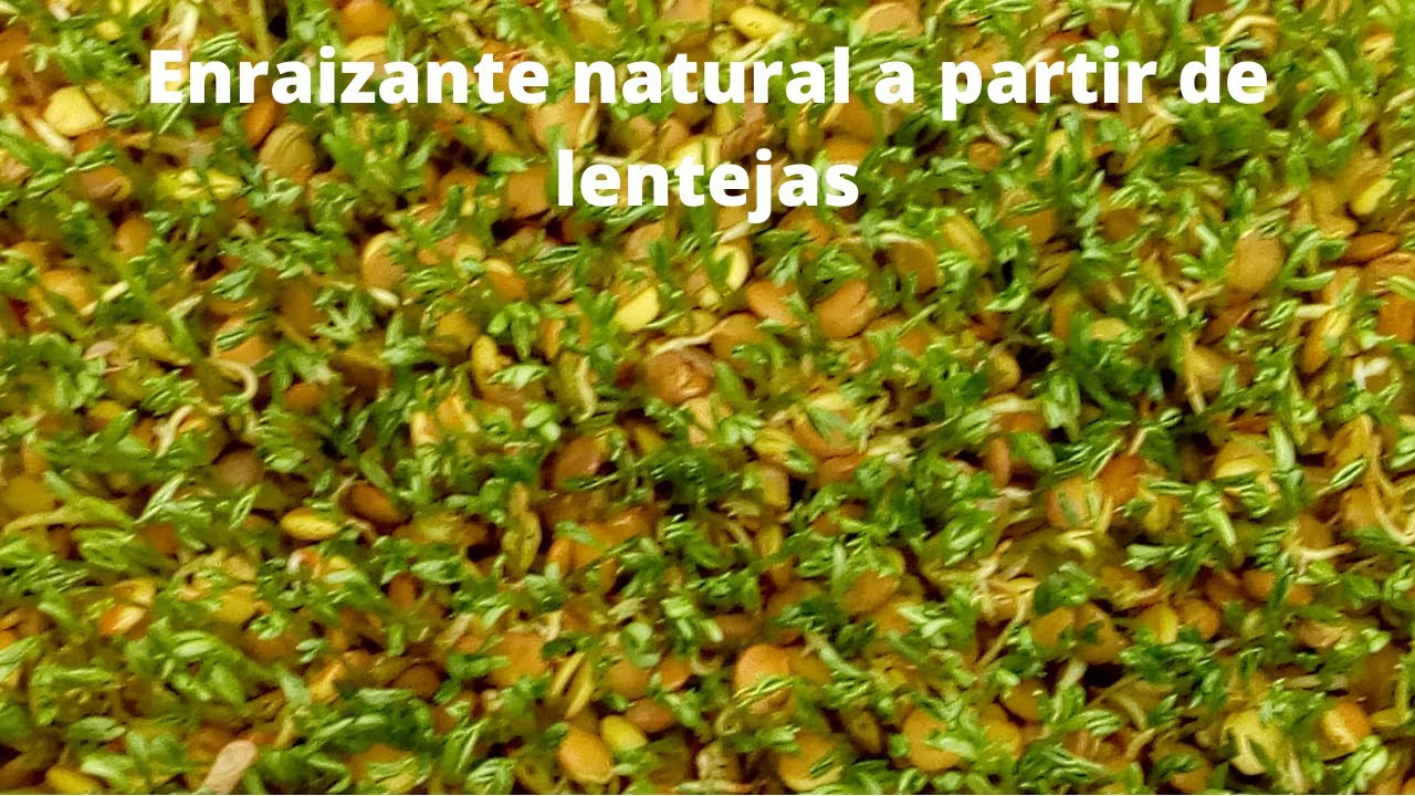 EL PASO A PASO PARA HACER UN ENRAIZANTE NATURAL CON LENTEJAS - YouTube