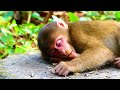 Ohmygodhelp poor monkey  you never seen  nice footage bb monkey  adorable monkey cryiing