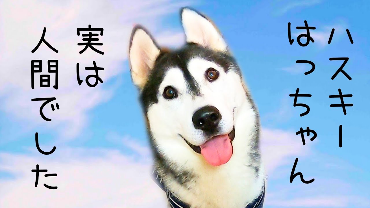 絶叫 犬が発した驚きのひと言 Shorts Cj Channelハスキー犬 トイプードル Youtube 絶叫 犬が発した驚きのひと言 Shorts Cj Channelハスキー犬 トイプードル Youtube