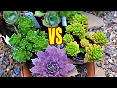 वीडियो: Letizia जानकारी - Sedeveria 'Letizia' Succulents की देखभाल कैसे करें