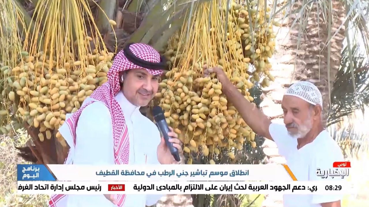 موسم الرطب في #القطيف