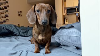 What it's like waking up to a mini dachshund