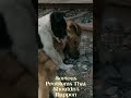 Serious problem with two male dogs #shorts