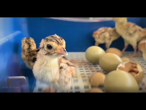 Incubator LUMIA 16 EXPERT BOROTTO - tutorial - incubation and hatching pheasant eggs