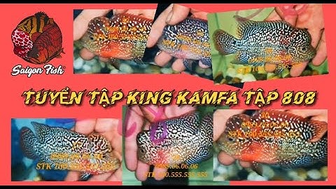 【 Saigon Fish 】Bán cá la hán, kamfa, king kamfa |Tổng hợp 6 bé kamfa đẹp chuẩn cuốn đặc biệt