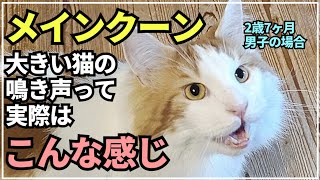 【猫の声】大型猫メインクーンの鳴き声って優しくて可愛いんです！