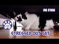 Stressed Out Cat, The Kittens Have Moved - S6 E166 - Training Cats, Introducing Cats - Lucky Ferals