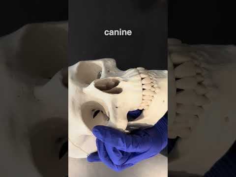 Ready To Master Dental Anatomy