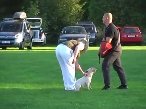 Bull Terrier Miniature Defence