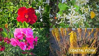 Coastal Flora  ❤️ Cyprus 🇨🇾 Seaside Blossoms | 4K 🌸