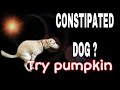 Natural Remedy for Dog Constipation: Pumpkin Benefits and Usage Guide