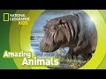 Hippo Facts and Behavior